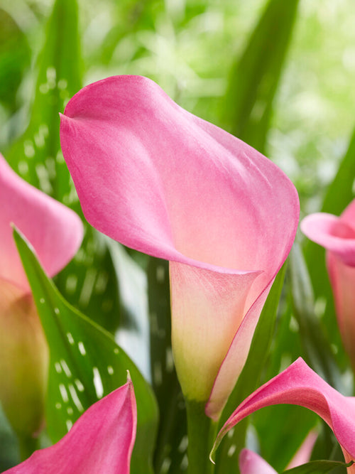 Calla Lily Peters Pride - pink calla lily bulbs