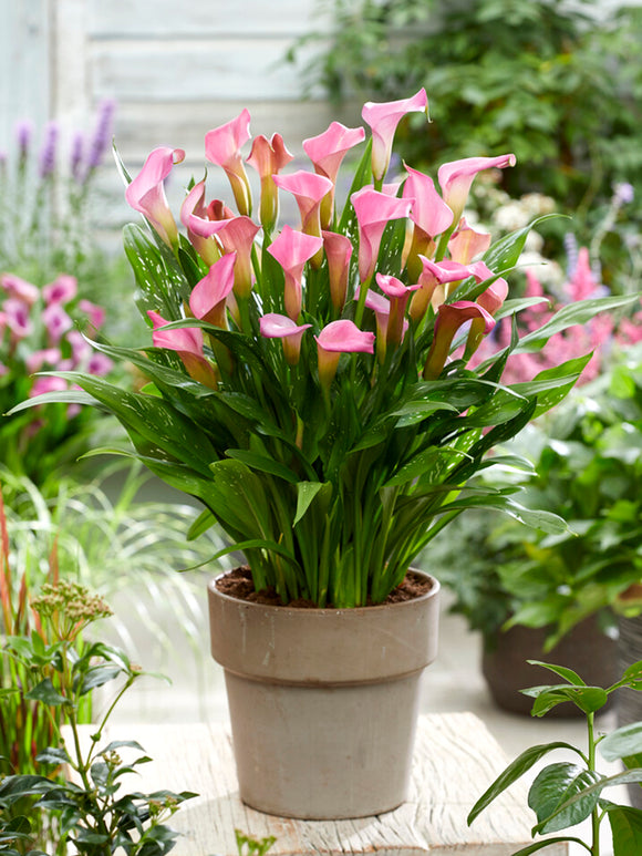 Calla Lily Peters Pride - pink calla lily bulbs