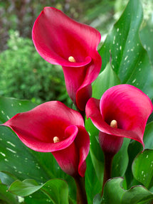 Calla Lily Red Alert