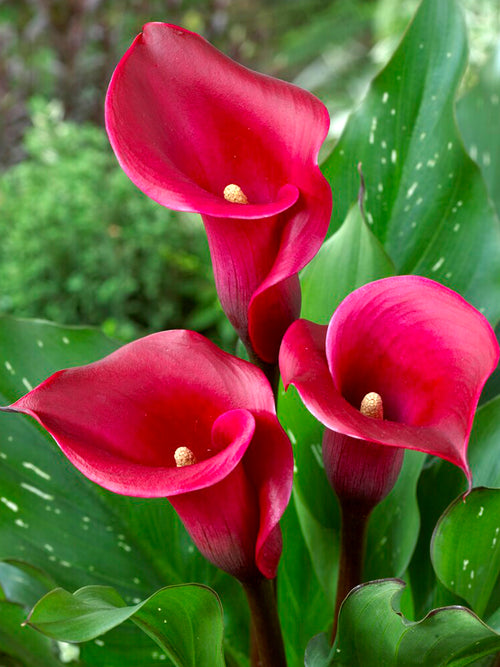 Calla Lilies Red Alert - Calla Bulbs