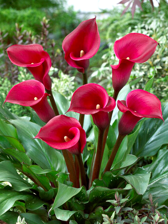 Calla Lilies Red Alert - Calla Bulbs