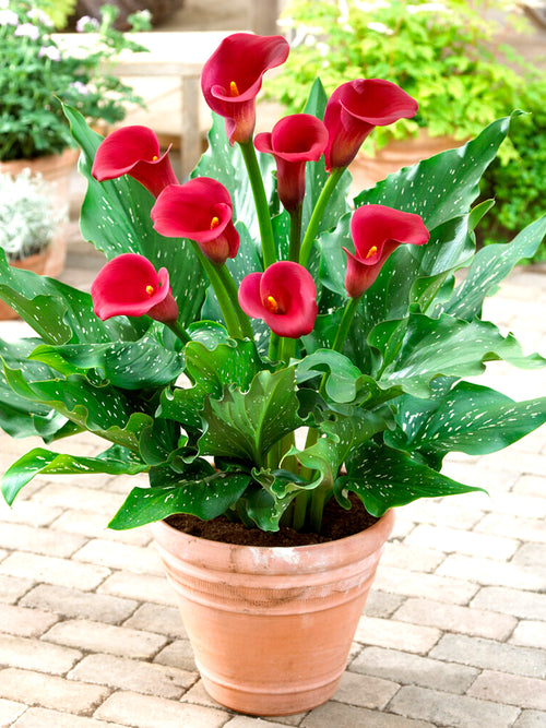 Calla Lilies Red Alert - Calla Bulbs