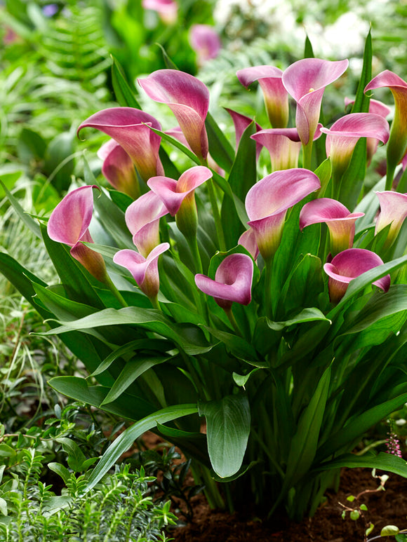 purple calla lily bulbs - calla lily rio bulbs