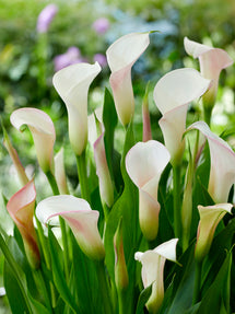 Calla Lily Strawberry Blush
