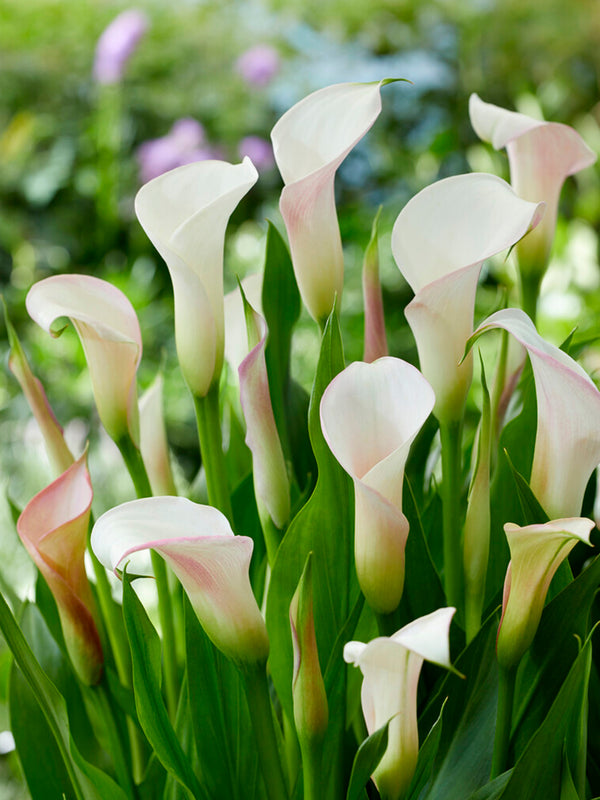 Calla Lily Bulbs - Grow Calla Lilies | DutchGrown™