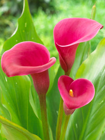 Calla Lily Sumatra