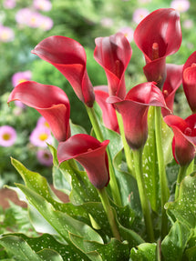 Calla Lily Bulbs - Grow Calla Lilies | DutchGrown™