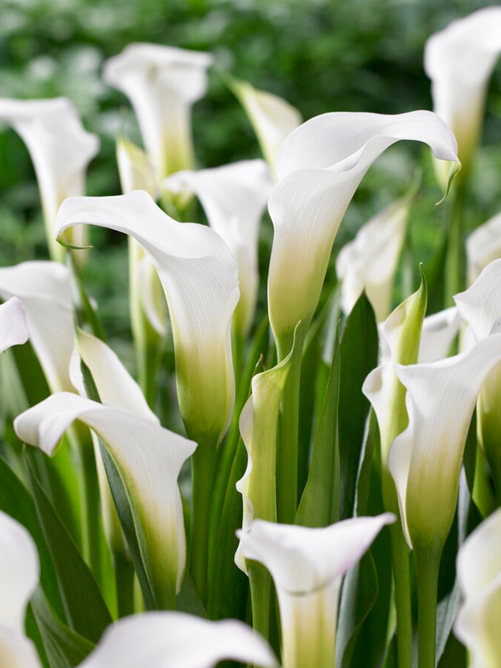 white arum lily bulbs Calla Lily White Art Bulbs