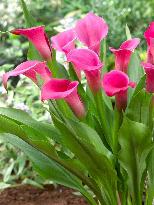 Calla Lily Bulbs Wild Salmon