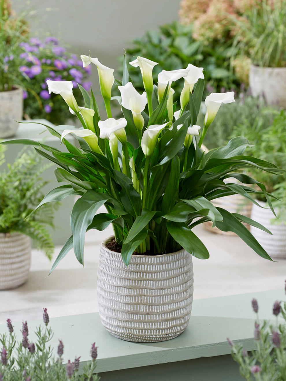 calla lily white color Calla Lily White Art Bulbs