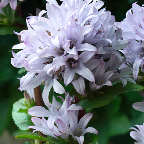 Campanula glomerata 'Emerald'