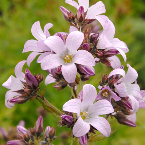 Campanula lactiflora 'Loddon Anna'
