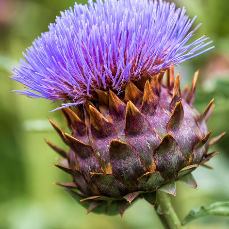 Cardoon (Artichoke Thistle) Cardoon (Artichoke Thistle)