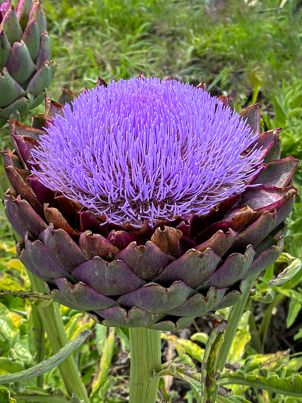 succulent plant looks like artichoke Cardoon (Globe Artichoke)