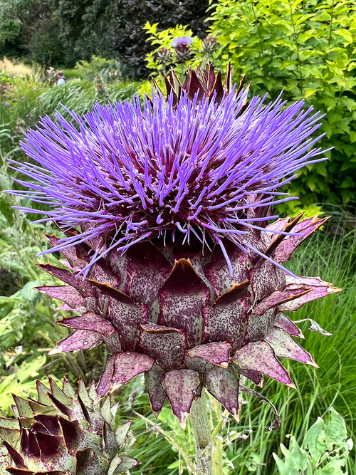 Cardoon (Artichoke Thistle)