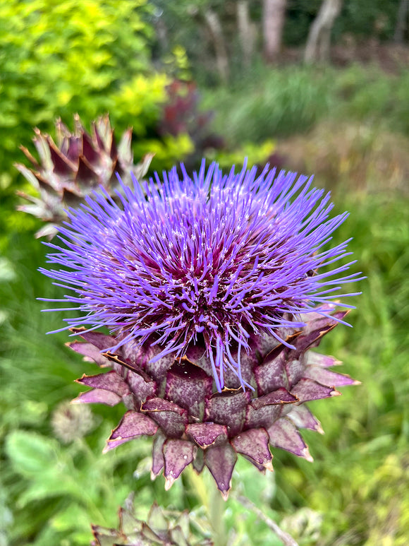 Cardoon (Artichoke Thistle)