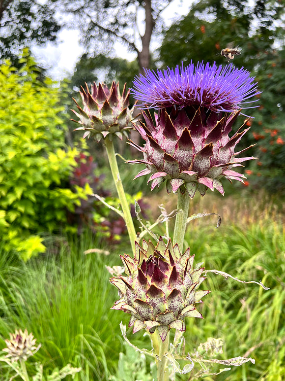 Cardoon (Artichoke Thistle)