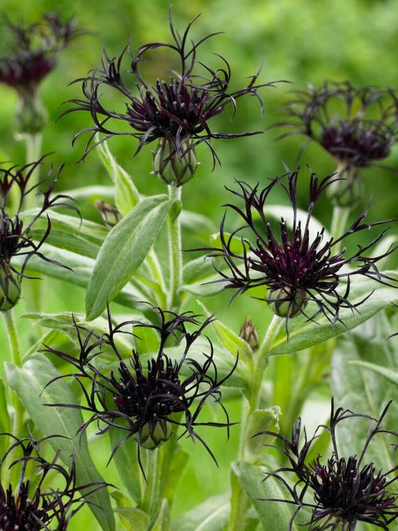 Centaurea Black Sprite Bare Roots
