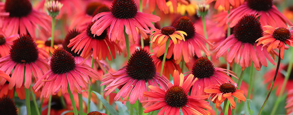 WE OFFER 26 DIFFERENT CONEFLOWERS