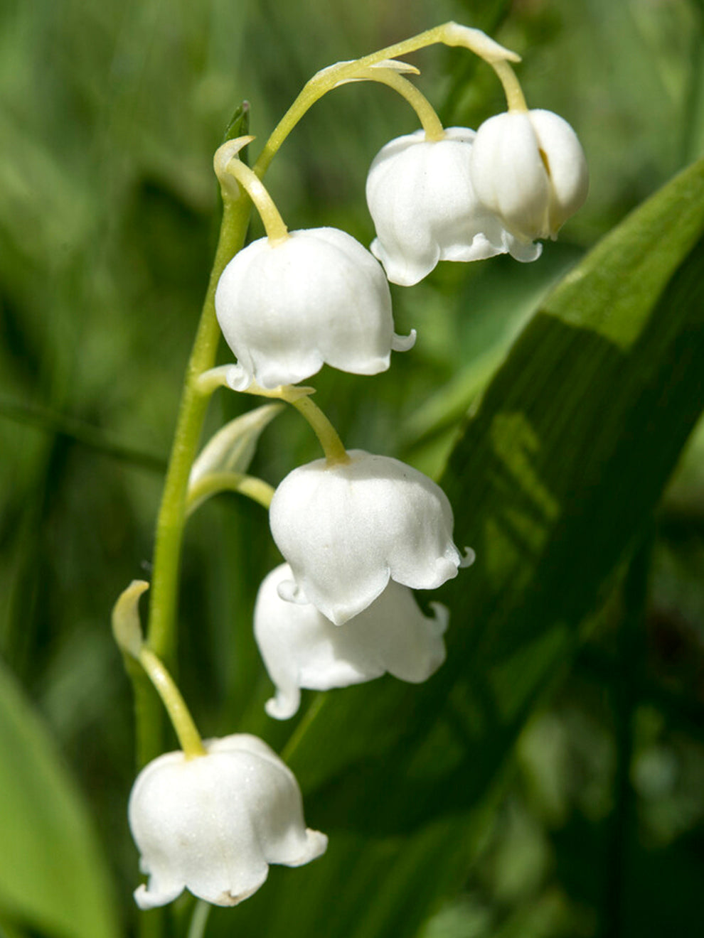 flower similar to lily of the valley Convallaria Majalis (Lily of the Valley) | Order Now