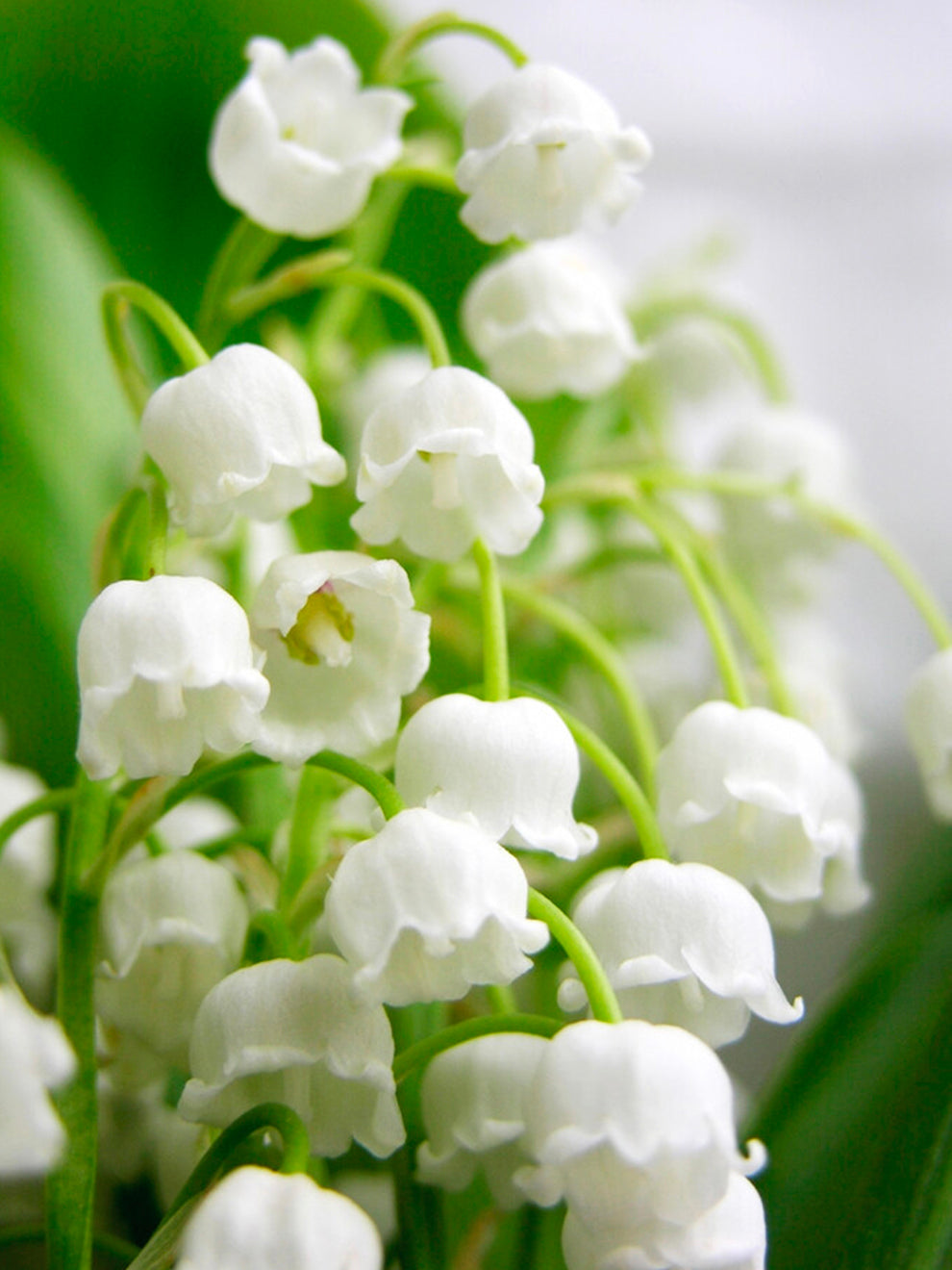 white flower similar to lily of the valley Convallaria Majalis (Lily of the Valley) | Order Now