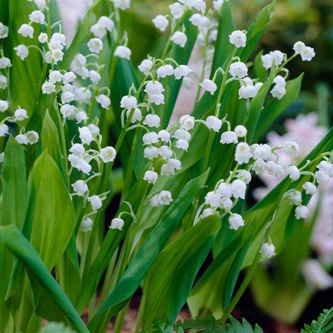 Lily of the Valley (Convallaria) Convallaria Majalis (Lily of the Valley)