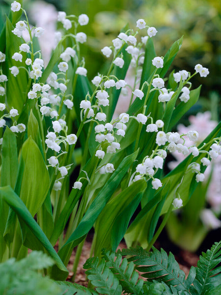 Convallaria_Majalis-3_grande.