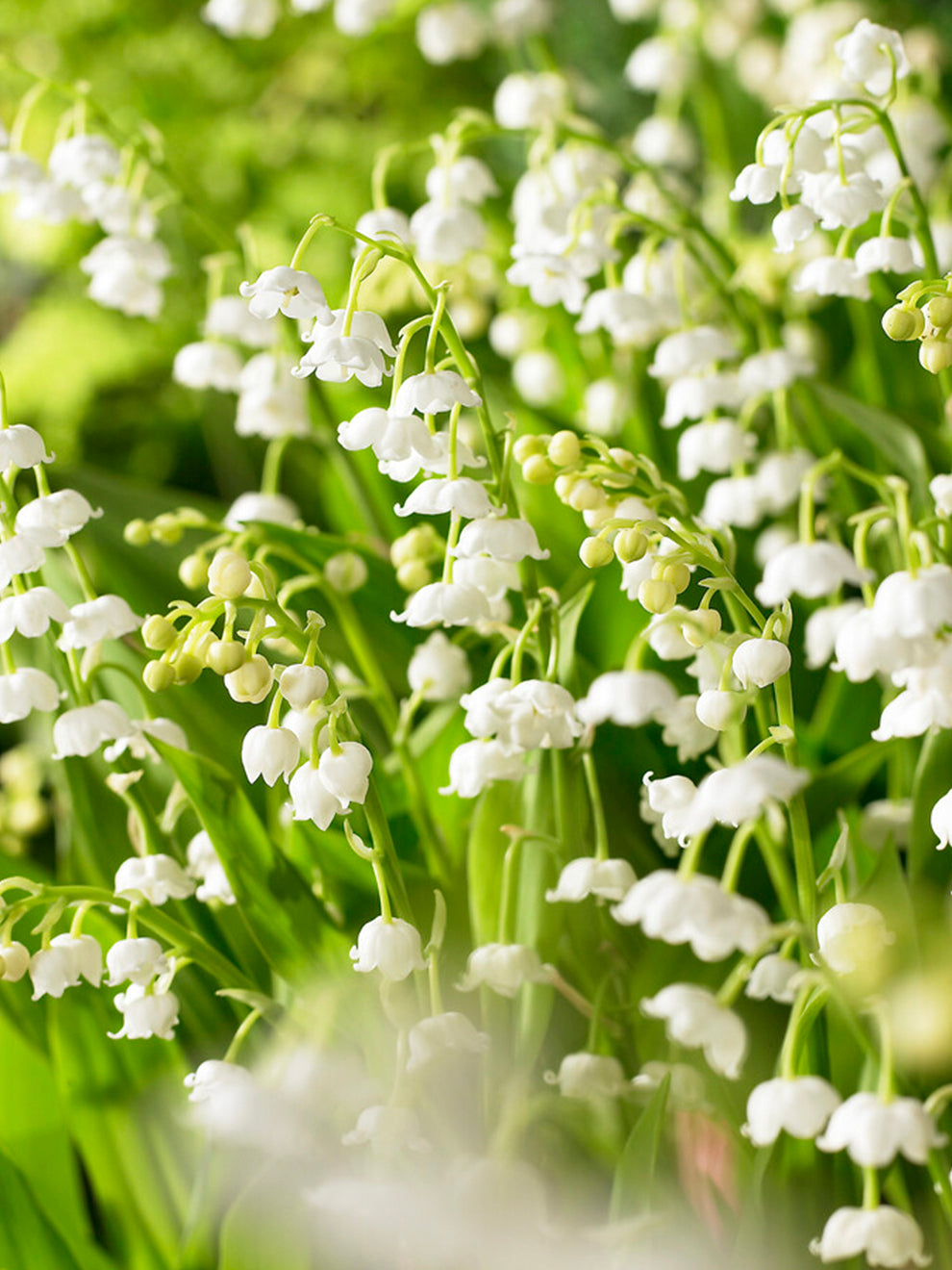 lily of the valley flower for sale Convallaria Majalis (Lily of the Valley) | Order Now