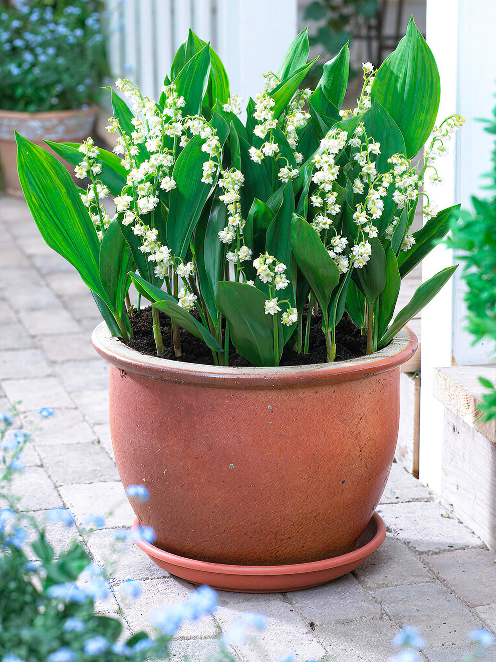 lily of the valley plant in pots Convallaria Majalis Prolificans (Lily of the Valley) | Order Now