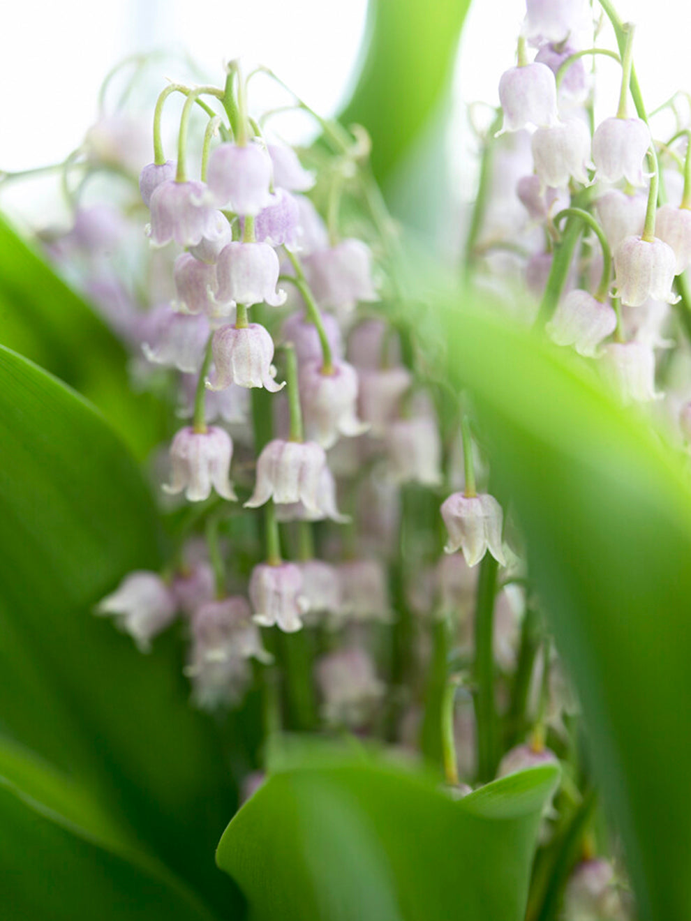 lily of the valley flower colors Convallaria Majalis Rosea (Lily of the Valley)
