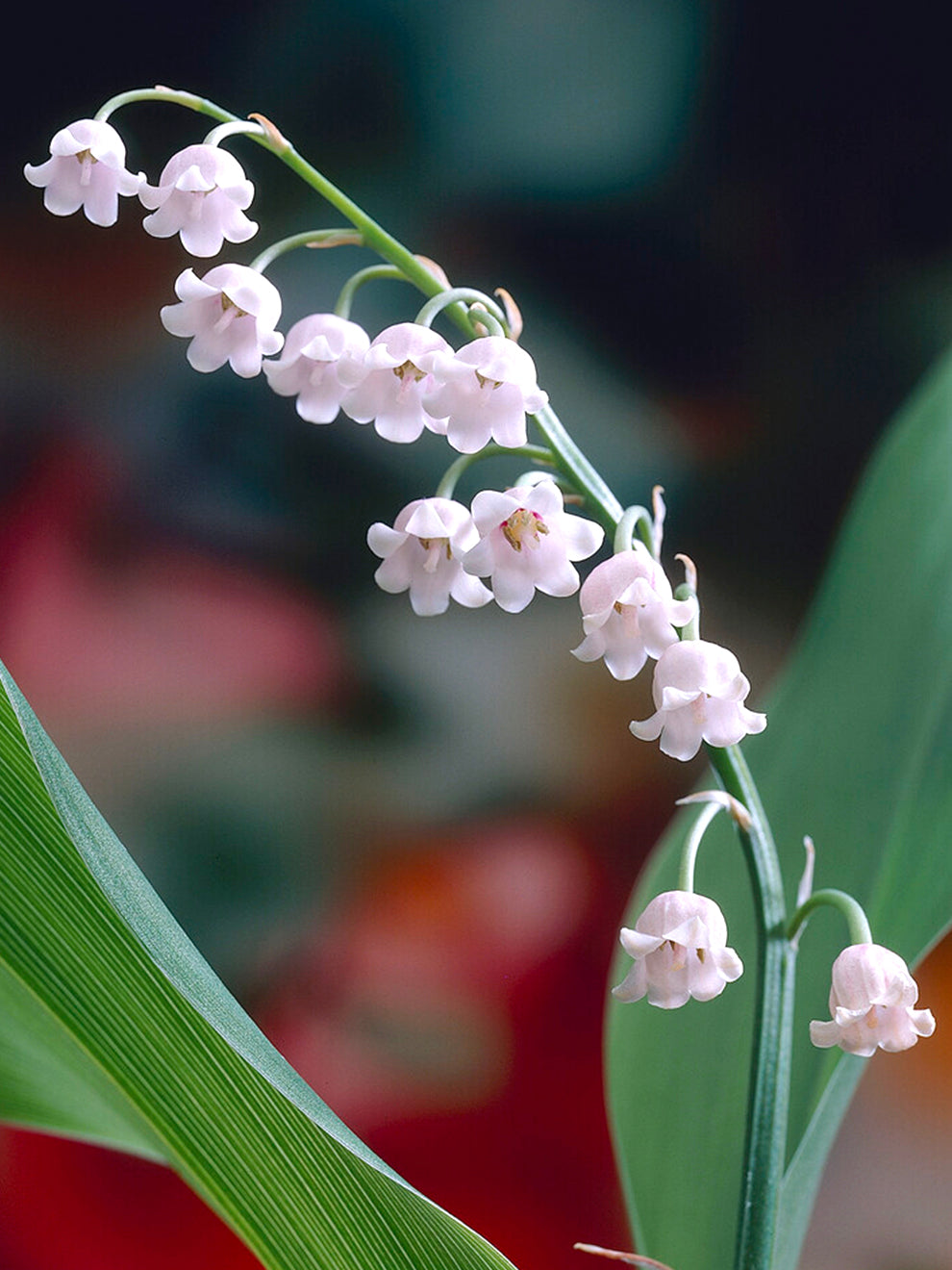 pics of lily of the valley flower Convallaria Majalis Rosea (Lily of the Valley)