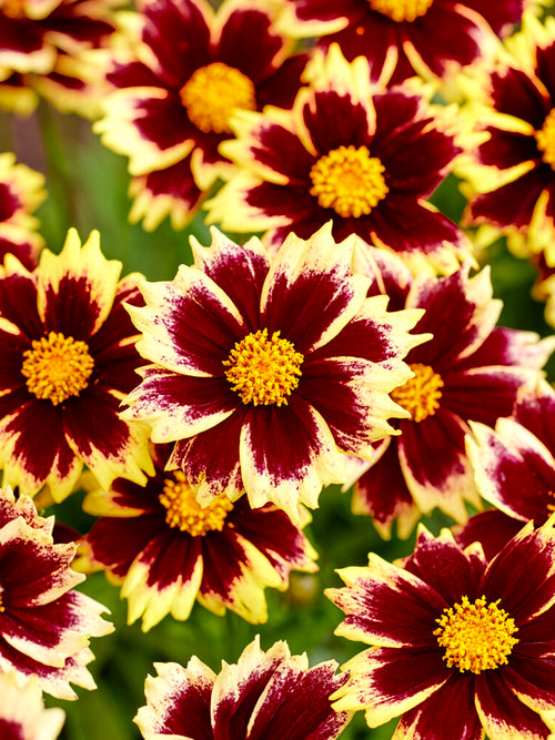Coreopsis Solar Fancy, commonly known as Tickseed