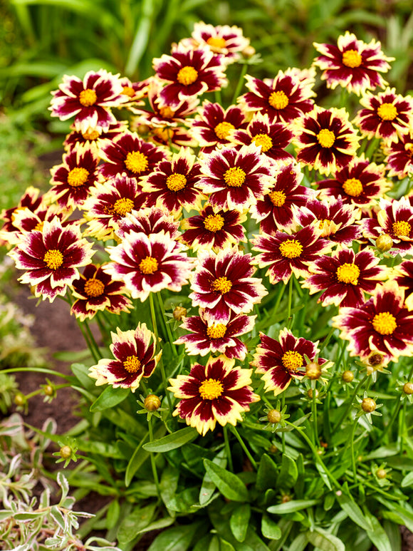 Coreopsis Solar Fancy, commonly known as Tickseed