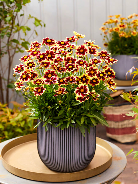tick seed flower Coreopsis Solar Fancy | Tickseed