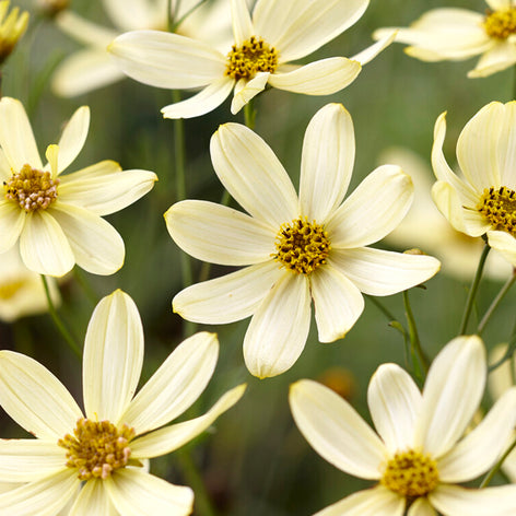 Coreopsis verticillata 'Moonbeam', commonly known as Threadleaf Coreopsis