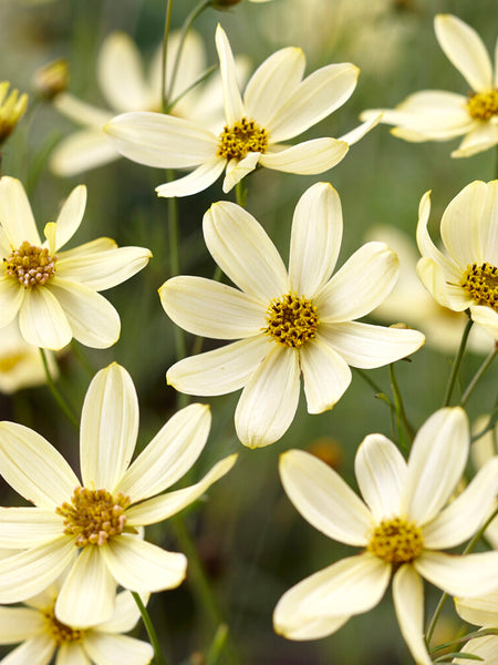 moonbeam succulent Coreopsis Moonbeam | Bare Roots