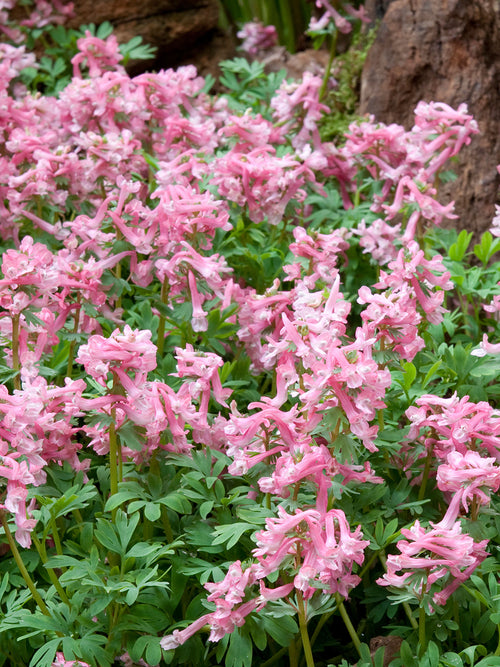 Corydalis Solida Beth Evans