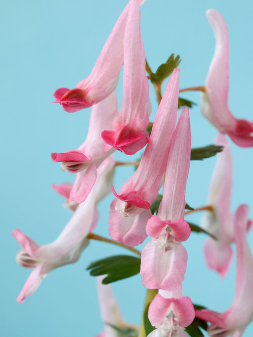 Corydalis Solida Beth Evans
