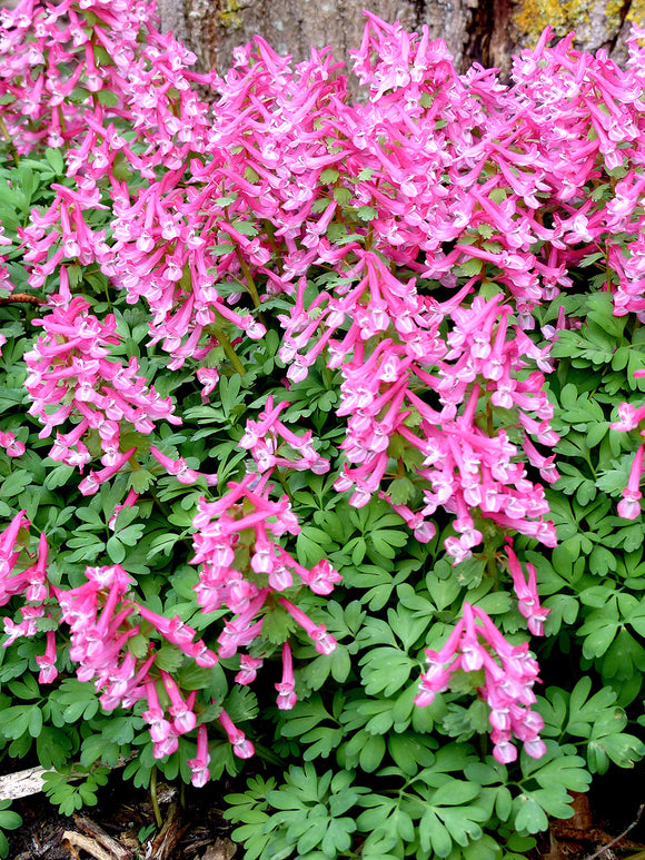 Corydalis Solida Beth Evans