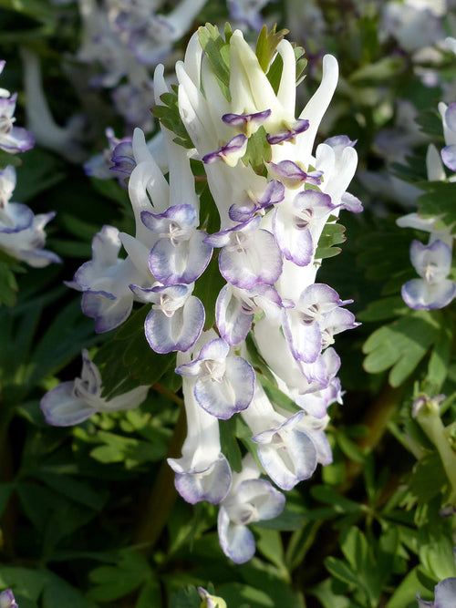 Corydalis Solida Merlin