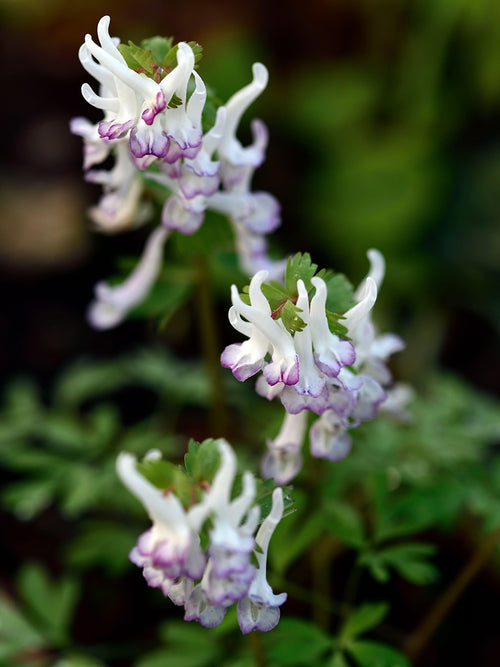 Corydalis Solida Merlin