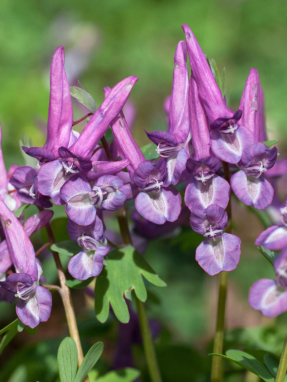 Corydalis solida Purple Bird