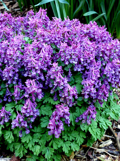 Corydalis solida Purple Bird