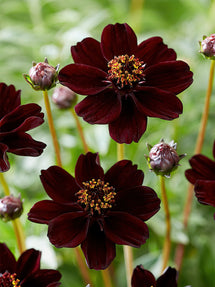 Cosmos Atrosanguineus (Chocolate Cosmos)