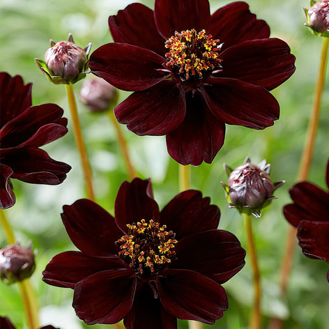 Cosmos Atrosanguineus The Chocolate Plant!