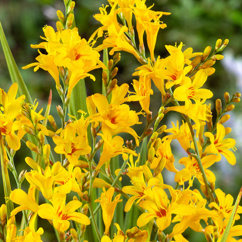 Crocosmia Crocosmia Hot Spot
