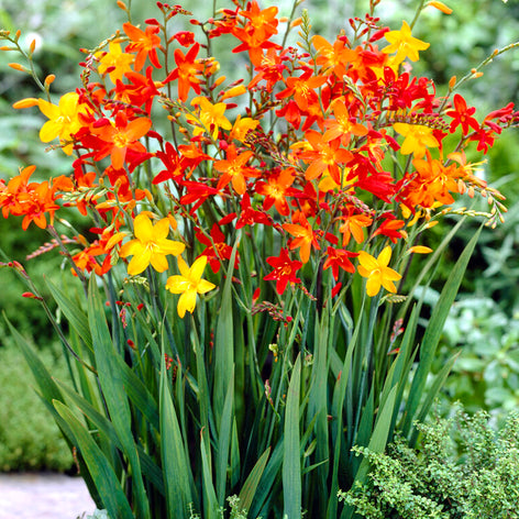 Crocosmia Crocosmia Mix, also known as Montbretia