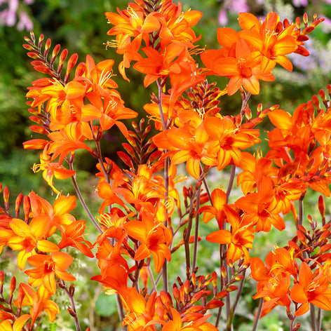 Crocosmia Crocosmia Peach Melba