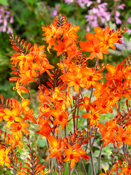 フラワー・ガーデニング chamama Crocosmia Peach Melba | DutchGrown™