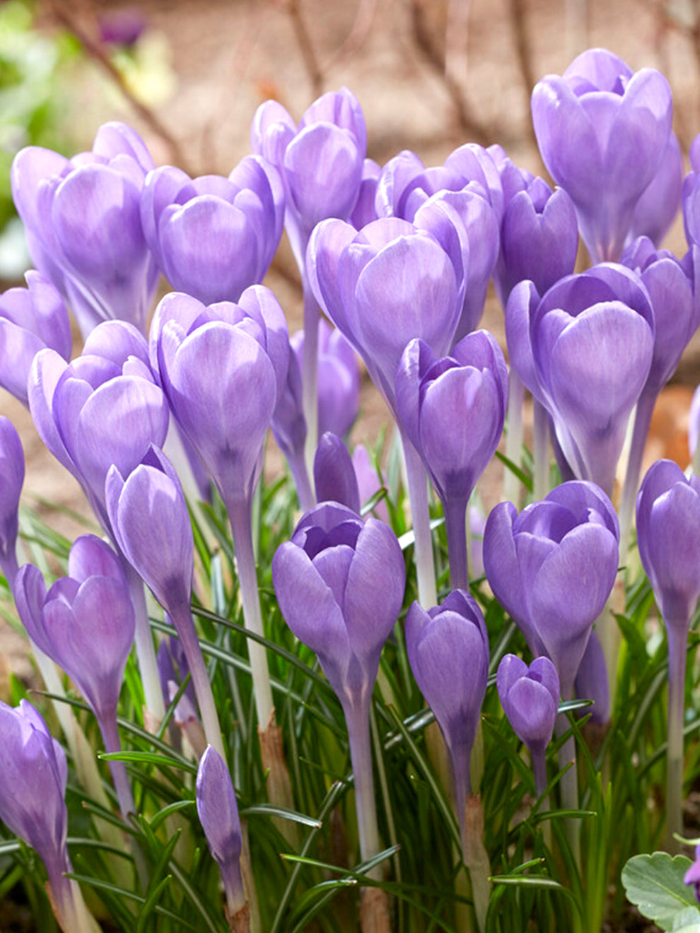 Crocus Hummingbird | Order Top Quality Crocus Online at DutchGrown